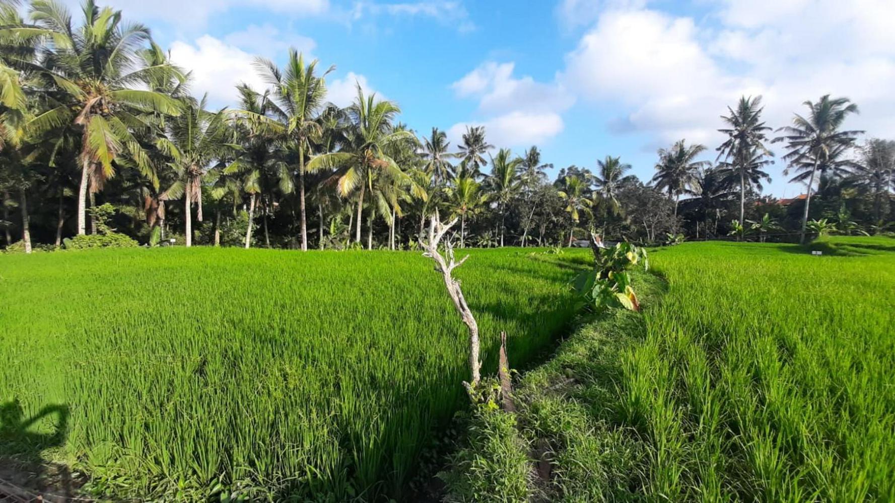 As I Am Ubud Retreat Dış mekan fotoğraf