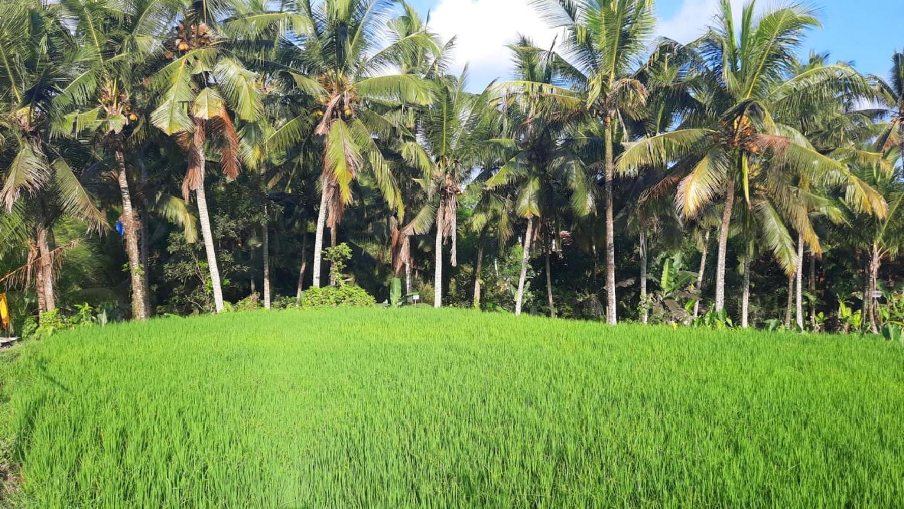 As I Am Ubud Retreat Dış mekan fotoğraf